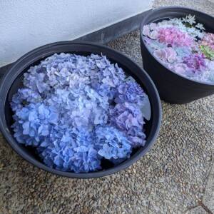 長居植物園「あじさいフェア」