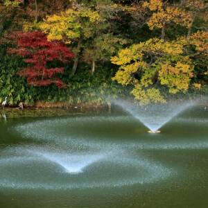 vol.31　上町台地パンフ賞「晩秋の池」中所輝籌（第18回夕陽丘うえまち写真コンテスト）