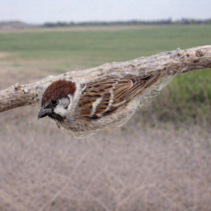 らくごハローワーク第5１職　前を見て『後に心』をつい忘れ