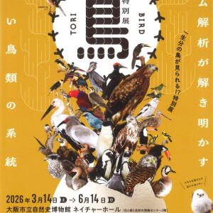 3/14-6/14 特別展「鳥　TORI」