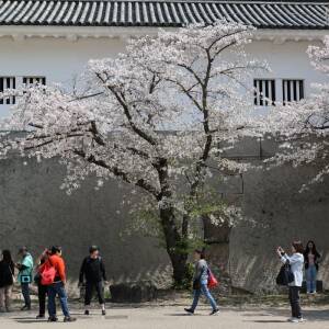 vol.35　上町台地パンフ賞『桜の下で』木下修二（第18回夕陽丘うえまち写真コンテスト）