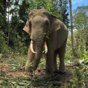 天王寺動物園に念願の象がやってきた！
